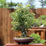 Üç Dişli Akçaağaç Bonsai - No.649