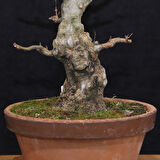 Üç Dişli Akçaağaç Bonsai - No.649