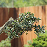 Zeytin Bonsai - Olea Europaea Sylvestris No.780