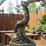 Zeytin Bonsai - Olea Europaea Sylvestris No.781