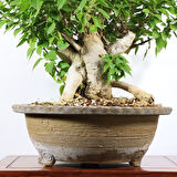 Begonvil 'Pixie' Bonsai - No.899