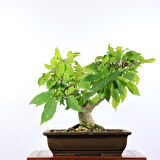 Begonvil Bonsai - No.904