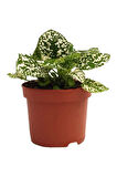 Hypoestes Hostes Çiçeği Çilli Beyaz 10-20 Cm