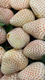 Tüplü Beyaz Çilek Fidanı (Fragaria) - 1-2 Yaşında, Kolay Yetişen ve Nadir