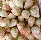 Tüplü Beyaz Çilek Fidanı (Fragaria) - 1-2 Yaşında, Kolay Yetişen ve Nadir