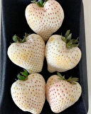 Tüplü Beyaz Çilek Fidanı (Fragaria) - 1-2 Yaşında, Kolay Yetişen ve Nadir