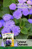100 Adet Vapur Dumanı (Ageratum Houstanianum) Çiçek Tohumu 