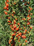 "3 Adet 2 Yaşında Gojiberry (Lycium barbarum) Fidanı - Bahçeniz İçin Besleyici ve Dayanıklı"
