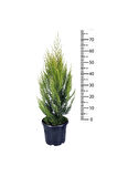 Limoni Servi Limon Çamı 50-80 Cm