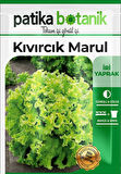 1500 Adet Yerli Ata Kıvırcık Marul Tohumu