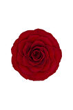 Trendbahce Red-02 Kırmızı Şoklanmış Solmaz Gül Xl