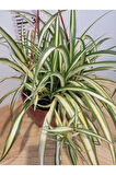 Kurdele çiçeği (Cholorophytum Comonsum)