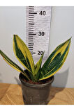 Kılıç Bitkisi (Pegember kılıcı, Paşa Kılıcı, Sansevieria Trifasciata)