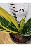 Kılıç Bitkisi (Pegember kılıcı, Paşa Kılıcı, Sansevieria Trifasciata)