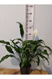 Barış çiçeği (Selam Çiçeiği, Peace Lilly, Spathiphyllum Wallisii )