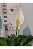 Barış çiçeği (Selam Çiçeiği, Peace Lilly, Spathiphyllum Wallisii )