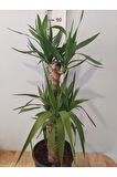 Yuka Iç Mekan Bitkisi (SPİNELESS YUCCA, YUCCA GİGANTEA) - Düşük Bakımlı, Güneşi Seven Bitki