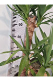 Yuka Iç Mekan Bitkisi (SPİNELESS YUCCA, YUCCA GİGANTEA) - Düşük Bakımlı, Güneşi Seven Bitki