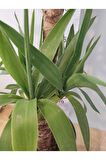 Yuka Iç Mekan Bitkisi (SPİNELESS YUCCA, YUCCA GİGANTEA) - Düşük Bakımlı, Güneşi Seven Bitki