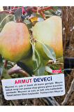 Açık kök (Söküm) Deveci Armut fidanı