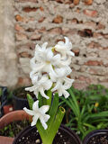 2 Adet mis Kokulu  Ortak Hyacint (Hyacinthus orientalis) - (2 Adet)
