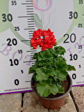 Kırmızı Sardunya (Geranium) - Canlı renkli ve dayanaklı bitki bahçe, mezar, saksı ve güneşli yerlere uygun