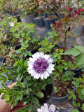 2 Adet farklı renkler Bodrum Papatyası (Osteospermum) - Neşeli ve Renkli Çiçekli Bitki (2 Adet)