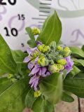 2 Adet Hoary Stock Şebboy (Matthiola incana) - Aromatik ve Kokulu Bitki  (Mentor) 2 Adet