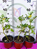 3 Adet Saksıda Cherry Domates (Şu an meyveli)