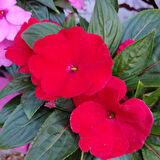 3 Adet Yenigene (Impatiens Hawkeri - New Guinea Impatiens) - Canlı ve Renkli Yarı Gölgeli Çiçek
