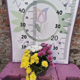 Tek saksıda 3 renkli kasımpatı (Sarı, Mor, ve Beyaz) Eylül Ekim ve Kasım aylarında çiçeklidir