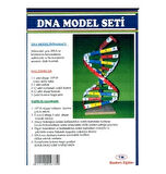 Dna Model Yapım Seti - 4 adet