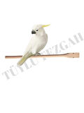 Doğal Kuş Tahta Tünek 20 cm 3 Adet Kafes Tüneği Tahta Tünek Kafes Kuşları İçin