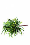 9 KAFALI 5 DALLI YAPAY SUKULENT KAKTÜS ALOEVERA DEMETİ