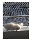 Kedi Filesi 2,50 x 3 Metre Kedi Koruma Filesi Kuş Filesi Balkon Filesi 1 mm Kedi Güvenlik Filesi