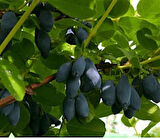 1-2 Yaşında Balyemiş (Honeyberry, Lonicera caerulea) Fidanı - Bahçeniz İçin Besleyici ve Tatlı Meyveler