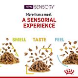 Royal Canin Sensory Koku Duyusu için Sos İçerisinde Yaş Kedi Maması 85g