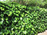 Hedera Helix Duvar Sarmaşığı - 20x20 cm Saksılı, Yeşil Yapraklı Tırmanıcı Bitki