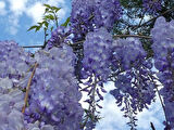 "2 Yaşında Mor Salkım (Wisteria sinensis) Fidanı - Bahçeniz İçin Zarif ve Göz Alıcı"