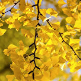 "Eşsiz ve Sağlam Mabet Ağacı (Ginkgo biloba) Fidanı - Bahçeniz İçin"
