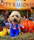 Katil Bebek Chucky Köpek Kostümü
