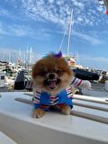 Katil Bebek Chucky Köpek Kostümü