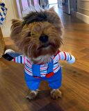 Katil Bebek Chucky Köpek Kostümü