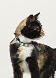 YEŞİL TAMAMEN SAVAROSKİ TAŞLI RİVETLİ 1 CM METAL TOKALI KEDİ TASMASI
