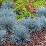 1-2 Yaş Arası Tüplü Mavi Çim (Festuca glauca) Fidanı - Göz Alıcı Mavi-Yeşil Dokusu ile Zarif Peyzaj Bitkisi
