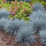 1-2 Yaş Arası Tüplü Mavi Çim (Festuca glauca) Fidanı - Göz Alıcı Mavi-Yeşil Dokusu ile Zarif Peyzaj Bitkisi