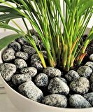 Benekli Taş 1 KG 2-4 CM Siyah Beyaz Benekli Taş Granit Dolomit Taş Dekoratif Taş Bahçe Dekor Taşı