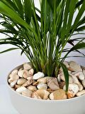 Sarı Çizgili Dolomit Taşı 7 Kg 2,5-4 Cm Renkli Dolomit Dekoratif Taş