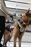 MgTasma Kurt Başlı Köpek Tasması Süper Tam Set