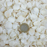 Clam Rose Cochles -Orta Deniz Kabuğu (100 GR)